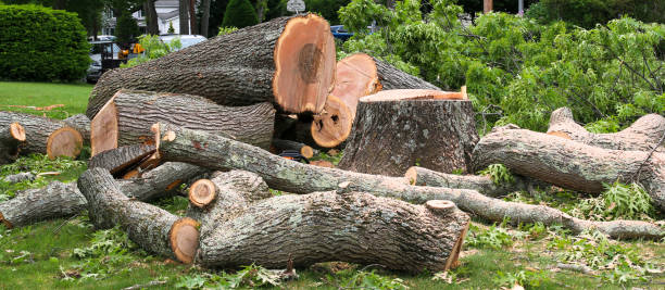 Dryden, MI Tree Services Company